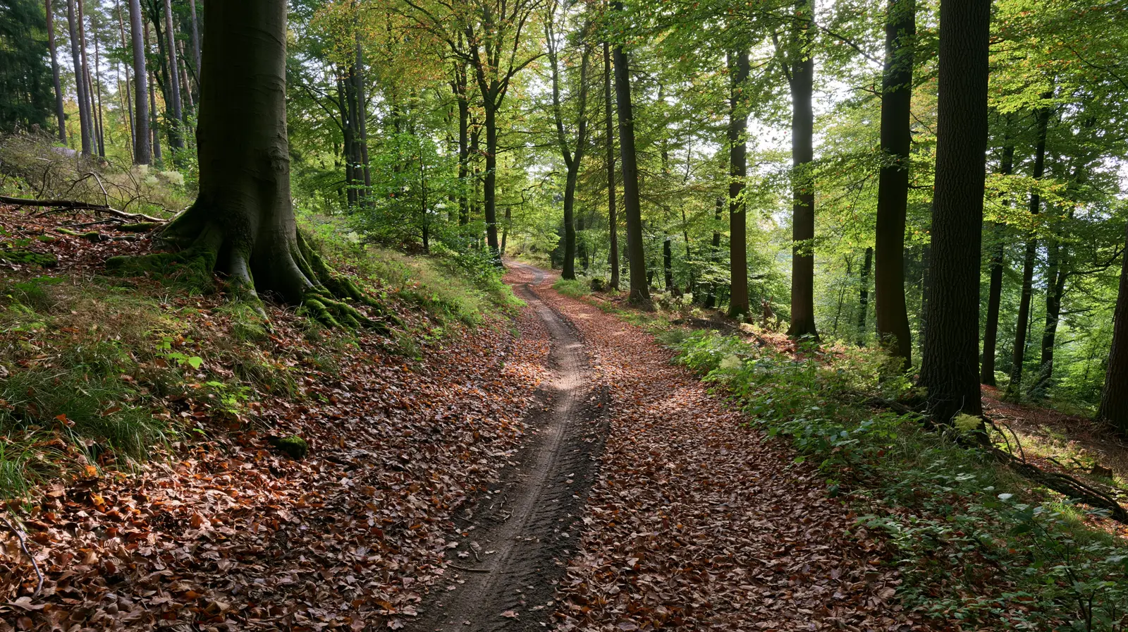 Waldweg über einen Höhenrücken im Spessart
