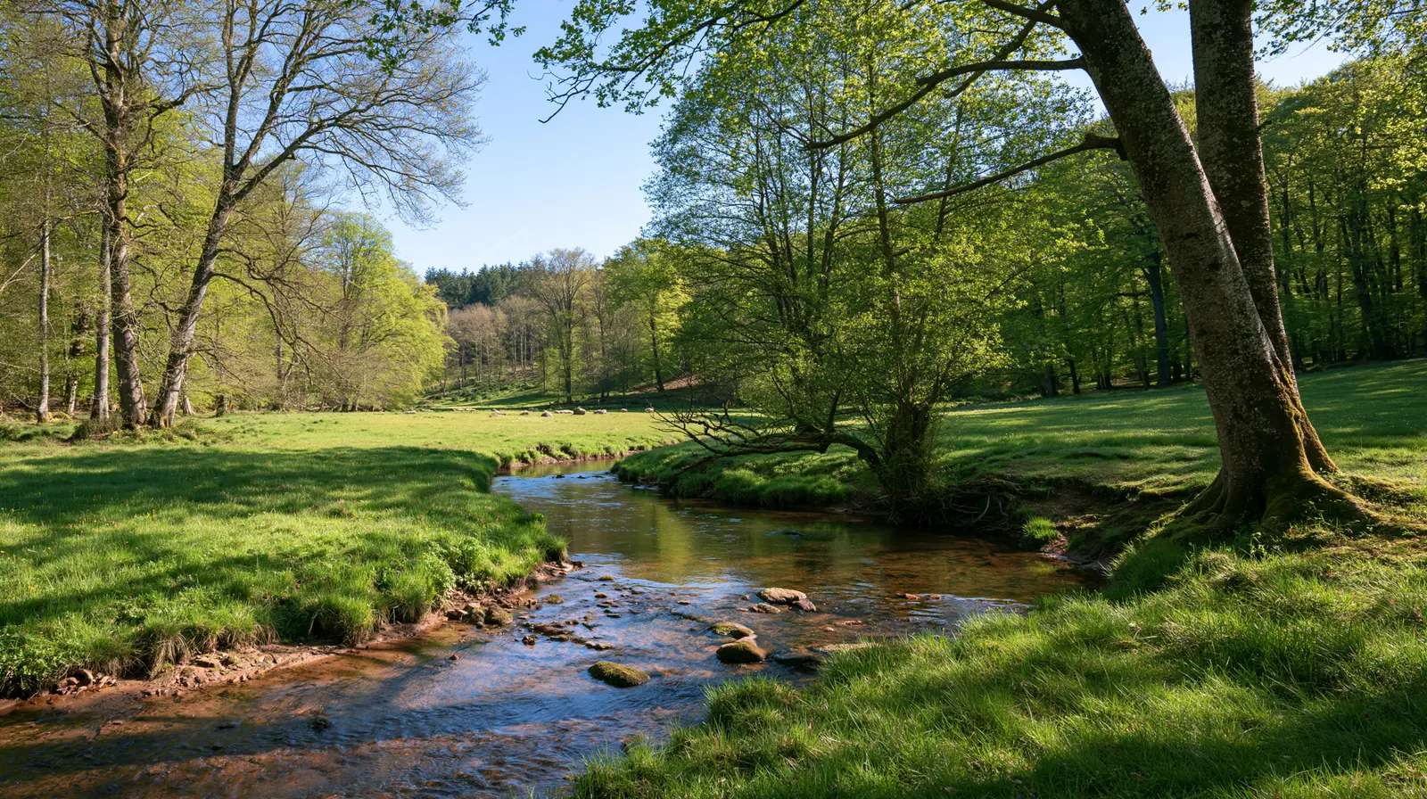 Bachlauf durch ein Wiesental im Spessart